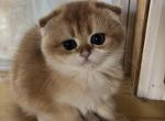 Pumpkin - Scottish Fold Kitten For Sale - Las Vegas, NV, US