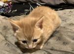 Gigi - American Shorthair Kitten For Sale - 