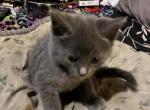 Colby - American Shorthair Kitten For Sale - 