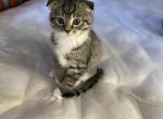 Zinnias Litter - Scottish Fold Kitten For Sale - Franklin, TN, US