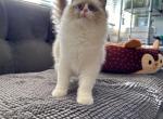 Nala - Ragdoll Kitten For Sale - 