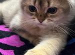 Caramel - Scottish Fold Kitten For Adoption - Sacramento, CA, US