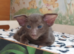 Kassandra - Oriental Kitten For Sale - Abington, PA, US