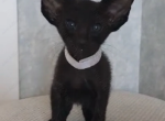 Winston - Oriental Kitten For Sale - 