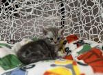 Jaine - Scottish Straight Kitten For Sale - 