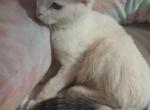 Mollie - Turkish Van Kitten For Sale - Castaic, CA, US