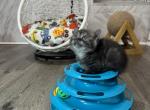 Nicta - Munchkin Kitten For Sale - 