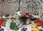 Layla - Munchkin Kitten For Sale - 