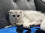 Marshmallow - Scottish Fold Kitten For Sale - Sacramento, CA, US