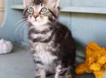 Chip - Maine Coon Kitten For Sale - New Park, PA, US