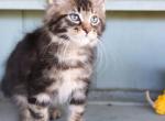 Meeko - Maine Coon Kitten For Sale - New Park, PA, US