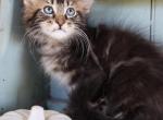 Mickey - Maine Coon Cat For Sale - New Park, PA, US