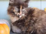 Cinnamon - Maine Coon Kitten For Sale - New Park, PA, US