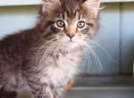 Willow - Maine Coon Kitten For Sale - New Park, PA, US