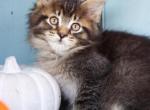 Blaze - Maine Coon Kitten For Sale - New Park, PA, US