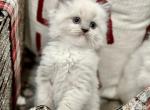 Christmas Kittens Upcoming litter - Persian Kitten For Sale - Nixa, MO, US