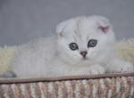 Scottish Fold Silver Calvin_ - Scottish Fold Kitten For Sale - 