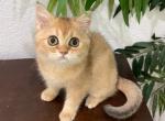 British Shorthair Golden Female - British Shorthair Kitten For Sale - Orlando, FL, US