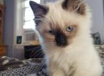 Lily - Ragdoll Kitten For Sale - Bigmount, PA, US