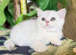 British Shorthair Silver Chinchilla Female - British Shorthair Kitten For Sale - Orlando, FL, US