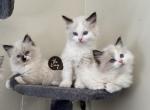 Thanksgiving ragdoll kittens - Ragdoll Kitten For Sale - 