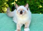 Ermolay - Ragdoll Kitten For Sale - Miami, FL, US