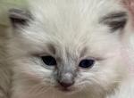 Ragdoll - Ragdoll Kitten For Sale - Barberton, OH, US