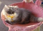 Blue - Persian Kitten For Sale - NJ, US