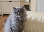 Fluffy - British Shorthair Kitten For Sale - Seattle, WA, US