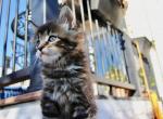 Maine Coon - Maine Coon Kitten For Sale - 