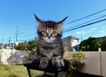 Maine Coon female - Maine Coon Kitten For Sale - Staten Island, NY, US