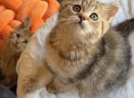 Gucci - British Shorthair Kitten For Sale - 