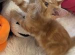 Felix - Maine Coon Kitten For Sale - 