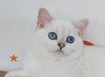 MoonStory Victoria - British Shorthair Kitten For Sale - Odesa, Odessa Oblast, UA