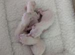 Health Testing Guarantee and Ins - Siamese Kitten For Sale - Middletown, DE, US