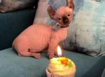 Dwelf sphynx - Bambino Kitten For Sale - Miami, FL, US