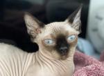 Bambino sphynx female cat Bicolor color - Bambino Kitten For Sale - Miami, FL, US