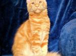 Paparazzi - Maine Coon Kitten For Sale - 