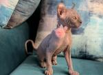 Elf sphynx - Sphynx Kitten For Sale - Miami, FL, US