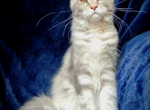 Oppra - Maine Coon Kitten For Sale - 