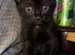 Female Melanistic Bengal - Bengal Kitten For Sale - 