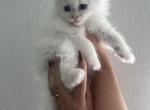 Finnegan Finn - Siberian Kitten For Sale - North Port, FL, US