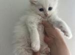 Flynn - Siberian Kitten For Sale - North Port, FL, US