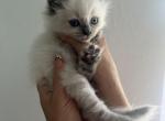 Felix - Siberian Kitten For Sale - North Port, FL, US