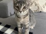 Sassy - Domestic Kitten For Adoption - Greenville, MI, US