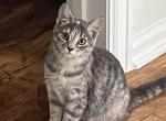 Callie - Domestic Kitten For Sale - Greenville, MI, US