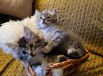 Baby - Domestic Kitten For Adoption - Ridgefield, WA, US