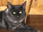 Judge - Maine Coon Cat For Sale - Clark, WY, US