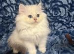 Oreo - British Shorthair Kitten For Sale - 