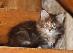 Daisy - Maine Coon Kitten For Sale - 